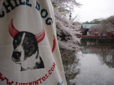 Sakura Cherry Blossom Pond Japan.JPG